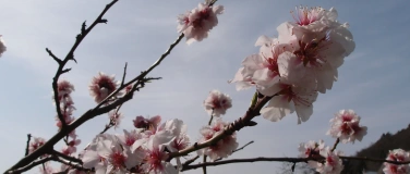 Event-Image for 'Kulinarische Mandelblüten-Wanderung'