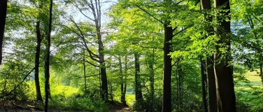 Event-Image for 'Waldbaden - Entspannen mit der Kraft der Natur'