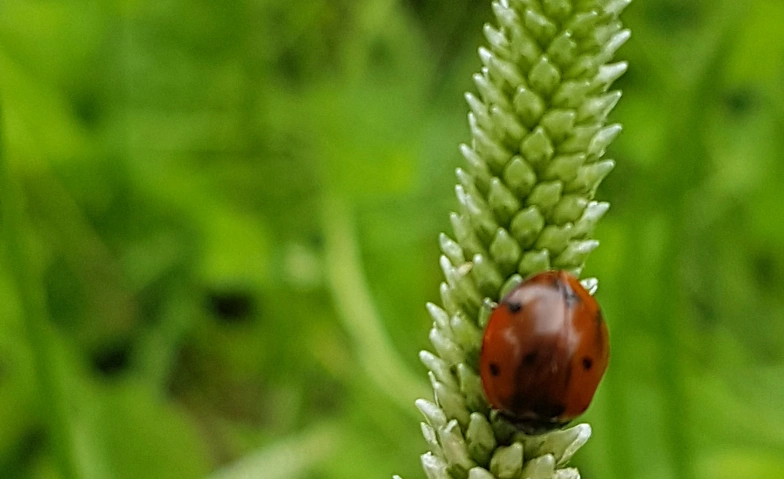 Event-Image for 'Wald- und Wiesenführung: Jeden Tag etwas Wildes!'