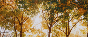 Event-Image for 'Der Wald in Radevormwald'