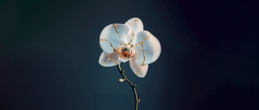 Event-Image for 'ORCHIDEEN - ZERBRECHLICHE SCHÖNHEITEN'