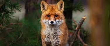 Event-Image for 'Ausstellungseröffnung: Tiere im Schlaubetal von Mario Bortel'