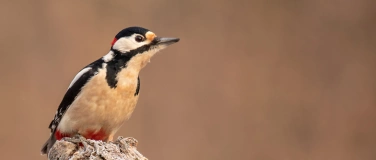 Event-Image for 'Winterliche Vogelbeobachtungen auf dem Gertraudenfriedhof'