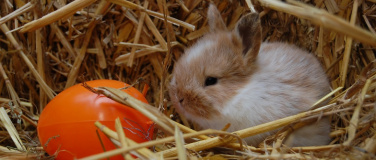 Event-Image for 'Osterbasteln im Wildpark Schwarze Berge'