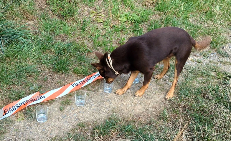 Event-Image for 'Wer hat die Weinkönigin vergiftet - Krimiwanderung mit Hund'