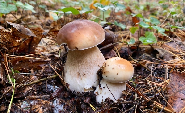 Guided mushroom tour ${singleEventLocation} Tickets