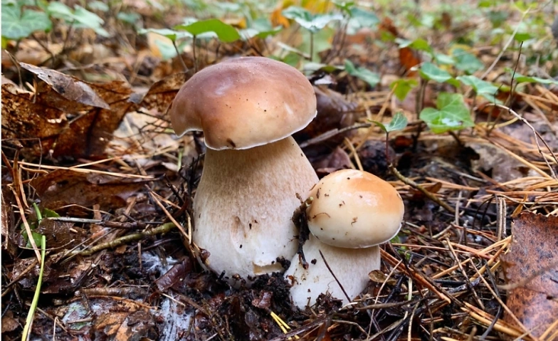 Event-Image for 'Guided mushroom tour'