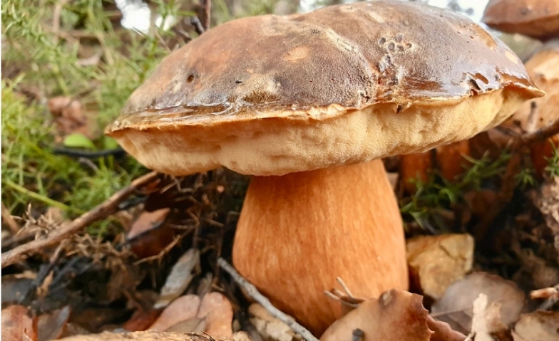 Event-Image for '1.5 hours guided mushroom tour'