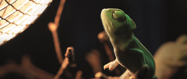 Event-Image for 'Taschenlampen-Abenteuer in der Biosphäre Potsdam'